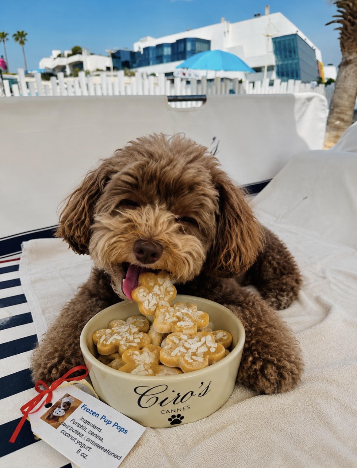 FROZEN PUP POP