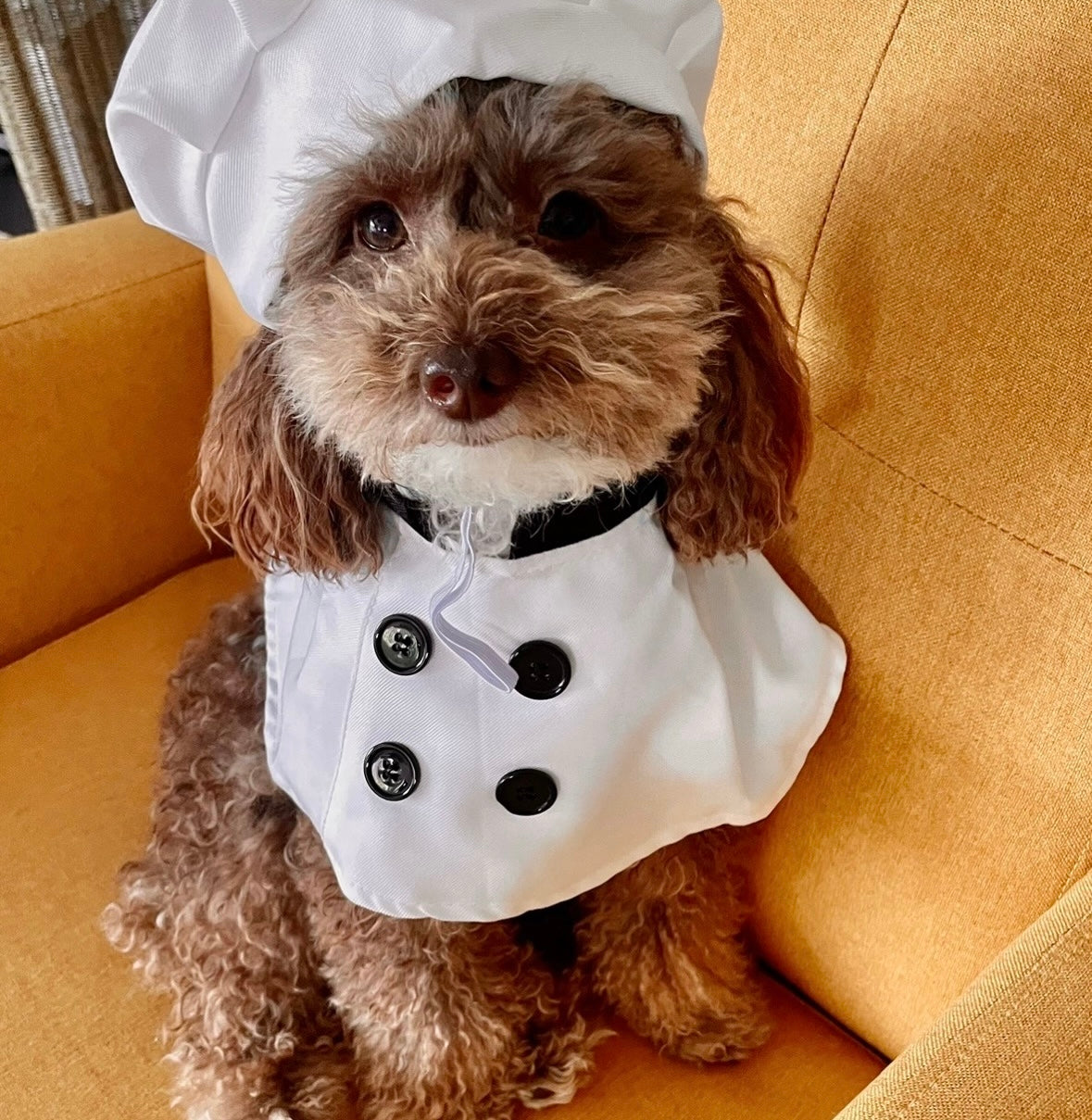 DOG TREATS