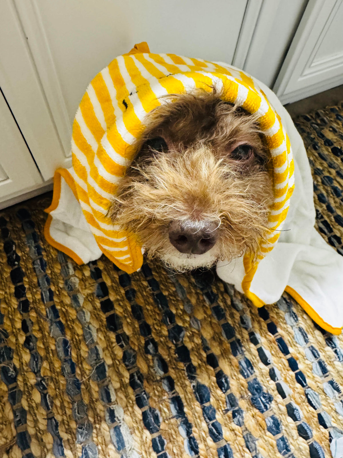 LEMONGRASS DOG SHAMPOO